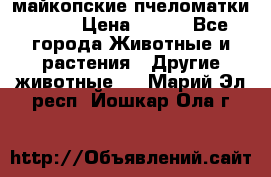  майкопские пчеломатки F-1  › Цена ­ 800 - Все города Животные и растения » Другие животные   . Марий Эл респ.,Йошкар-Ола г.